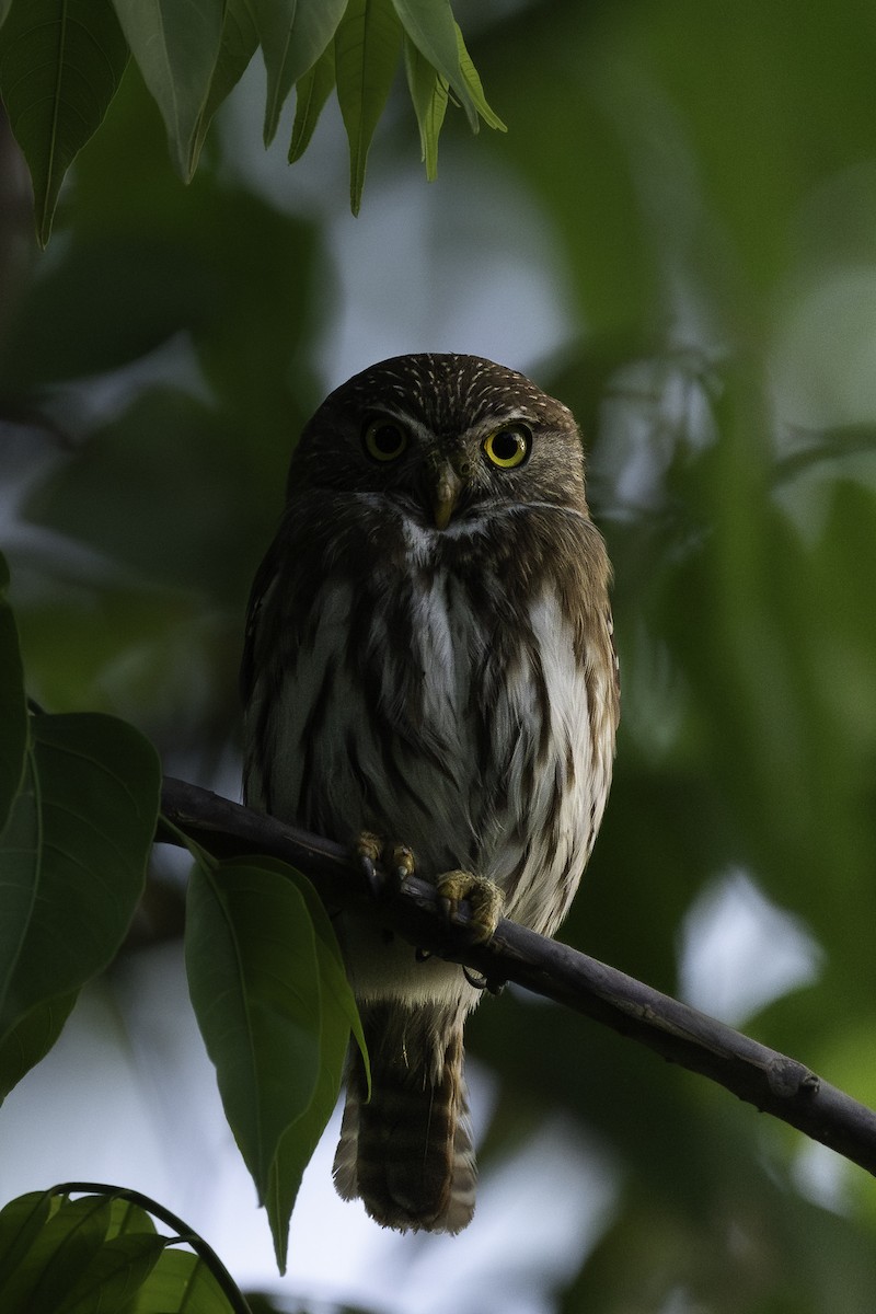 Ferruginous Pygmy-Owl - ML618331397