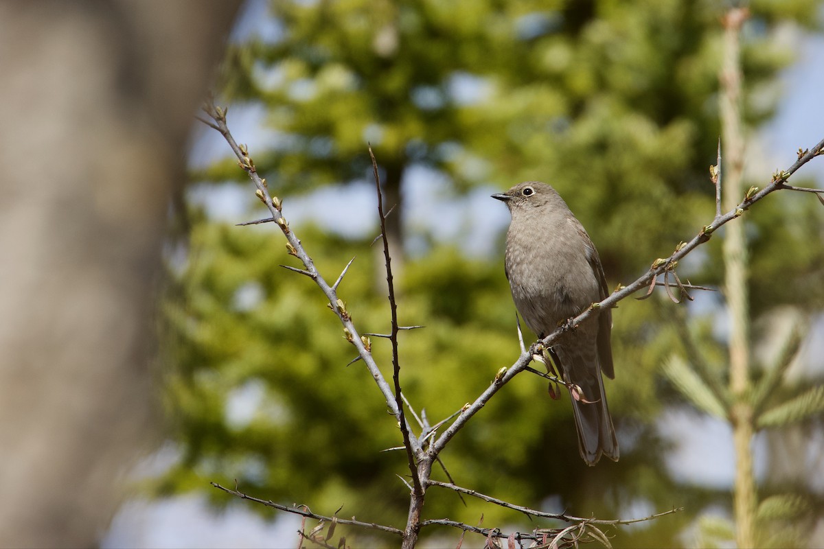 Townsend's Solitaire - ML618331404