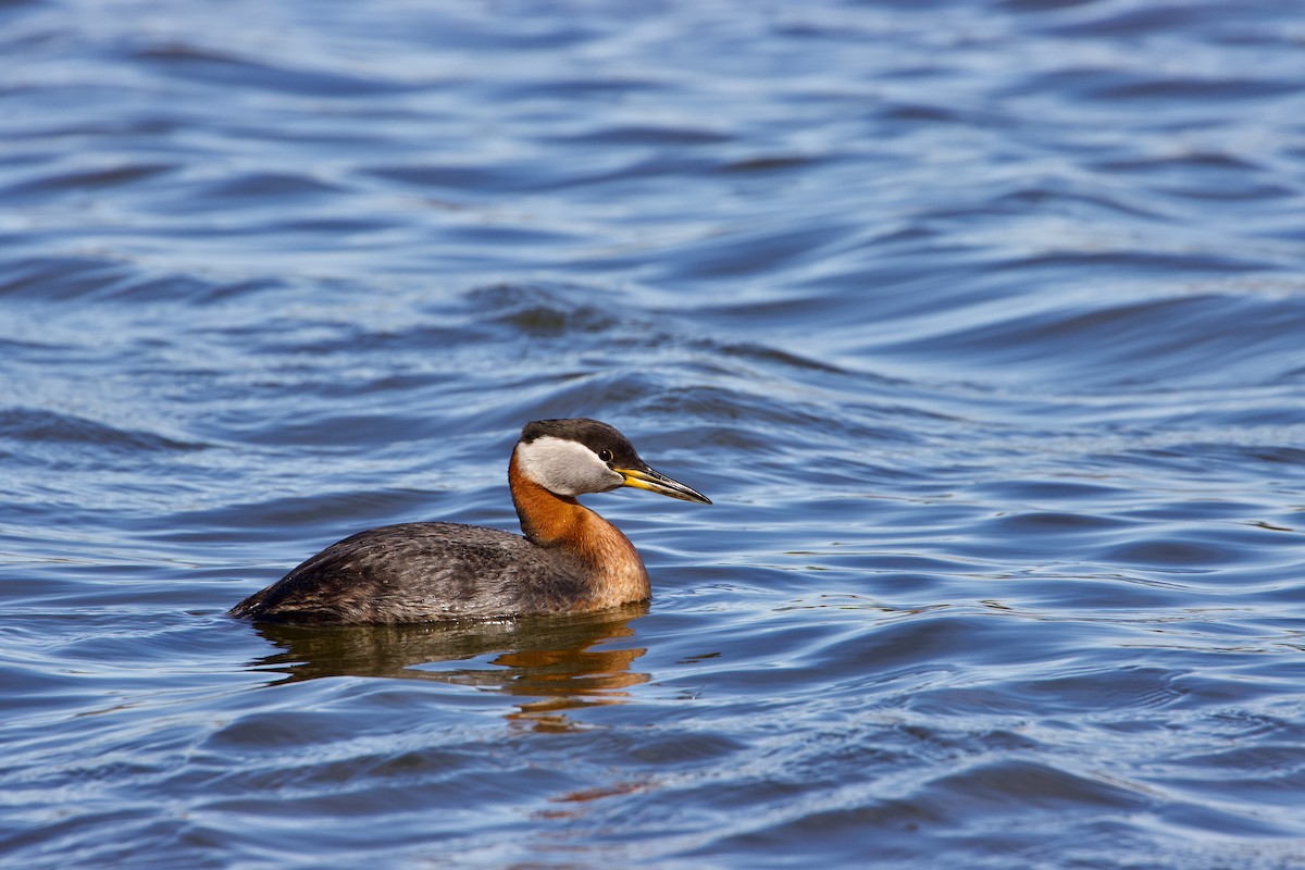 Red-necked Grebe - Yvan Sarlieve