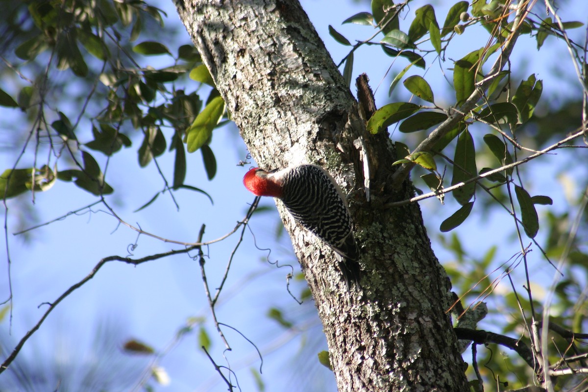 Red-bellied Woodpecker - Sylvie Vanier🦩