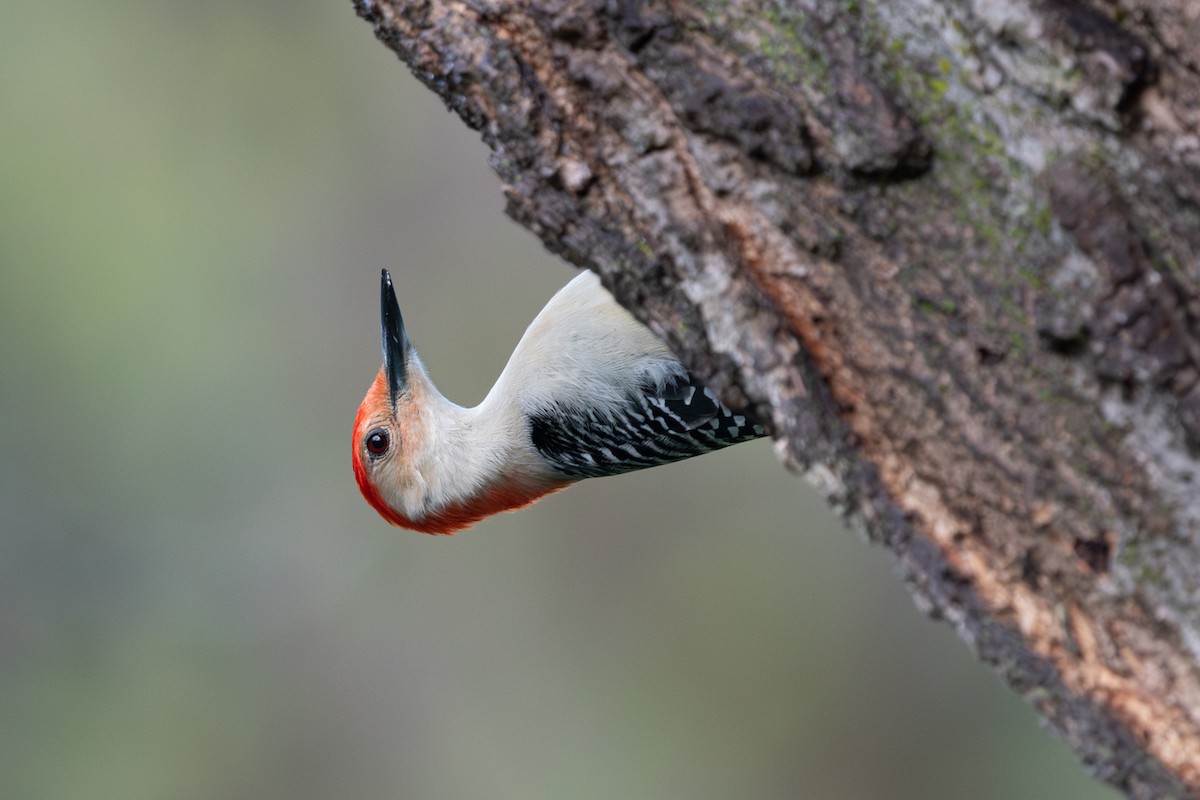 Red-bellied Woodpecker - ML618331454