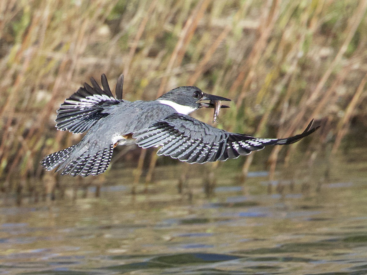 Belted Kingfisher - ML618331466