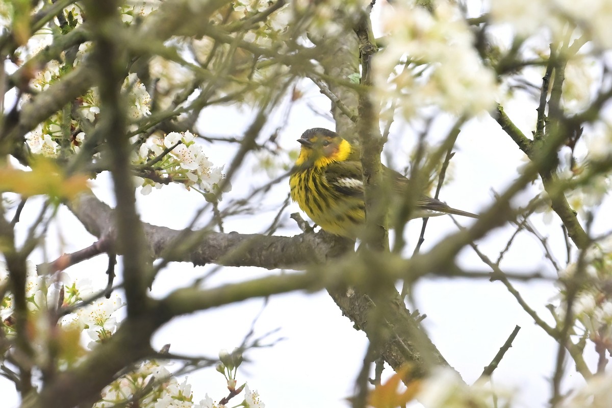 Cape May Warbler - ML618331507