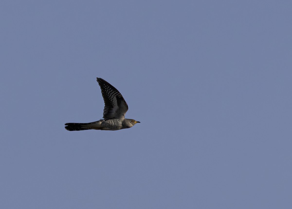 Common Cuckoo - ML618331517