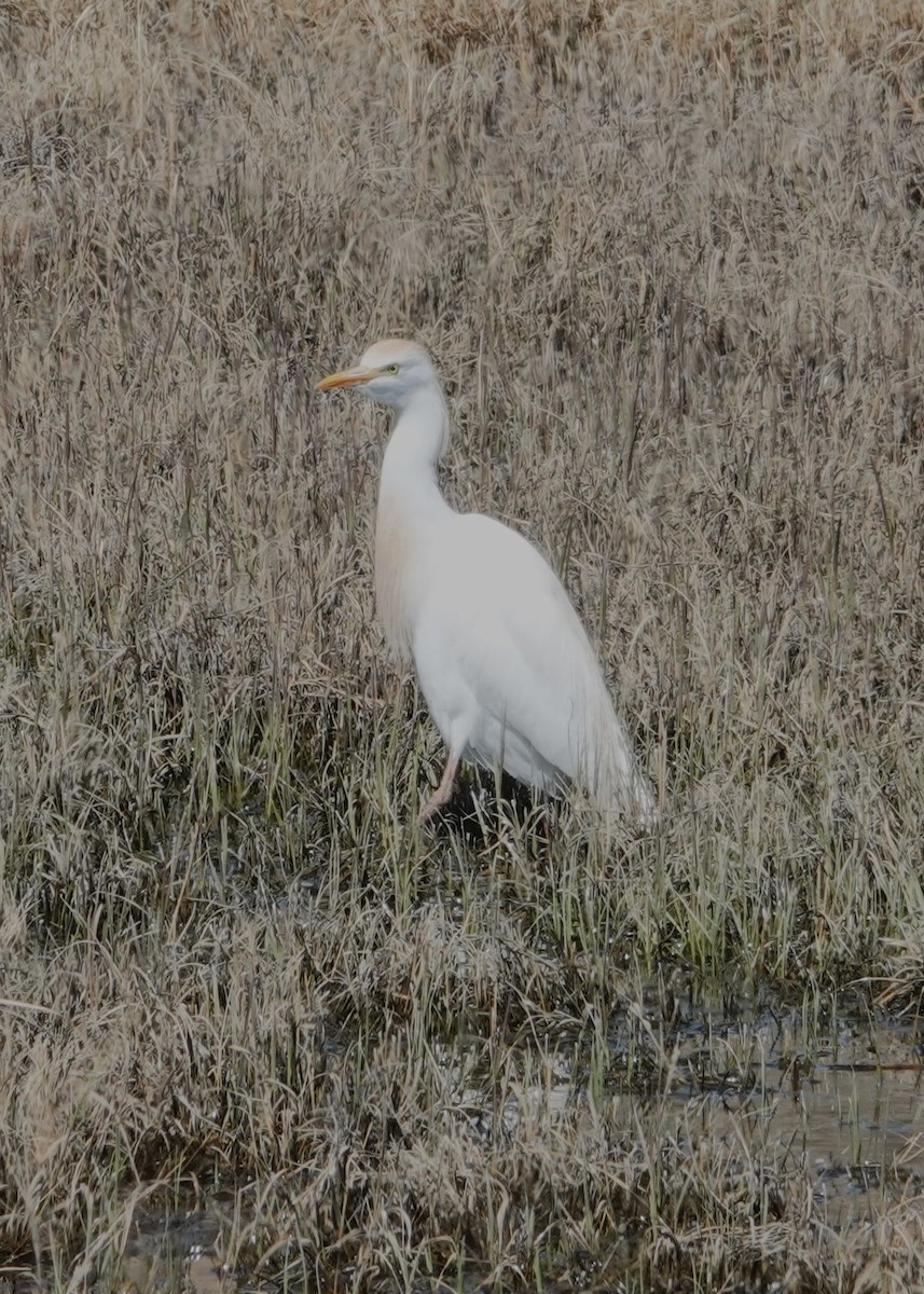 eBird Checklist 2 May 2024 Fruitgrowers ReservoirNorth Road
