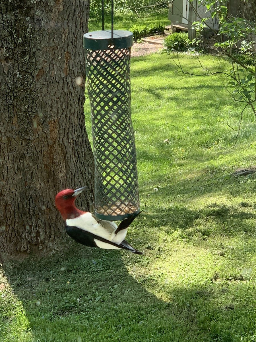 Red-headed Woodpecker - Sandy Bauers