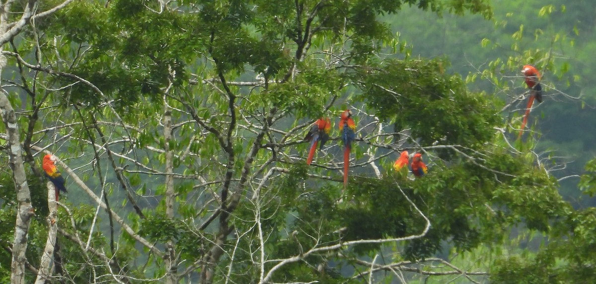 Scarlet Macaw - ML618331557