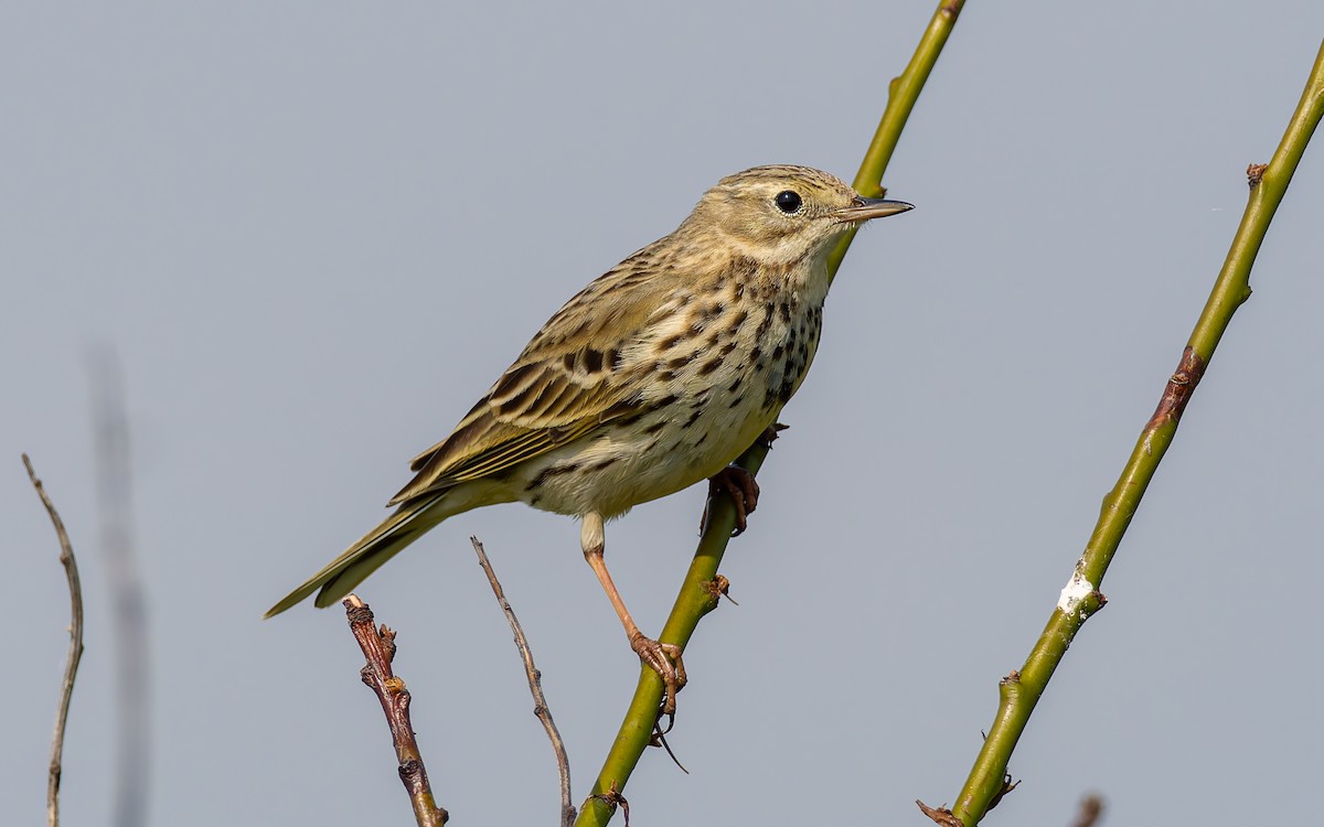Meadow Pipit - ML618331558
