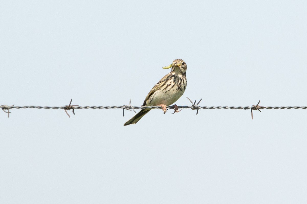 Meadow Pipit - ML618331559