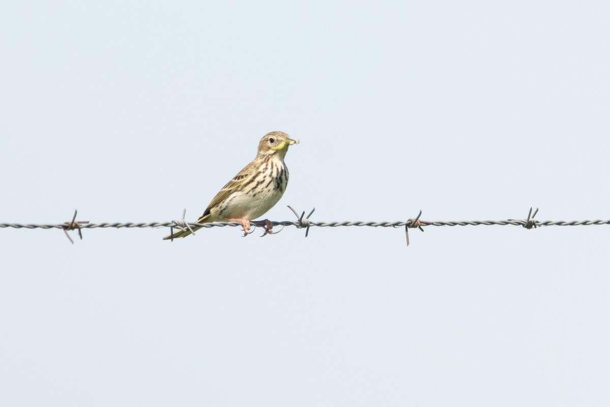 Meadow Pipit - ML618331560