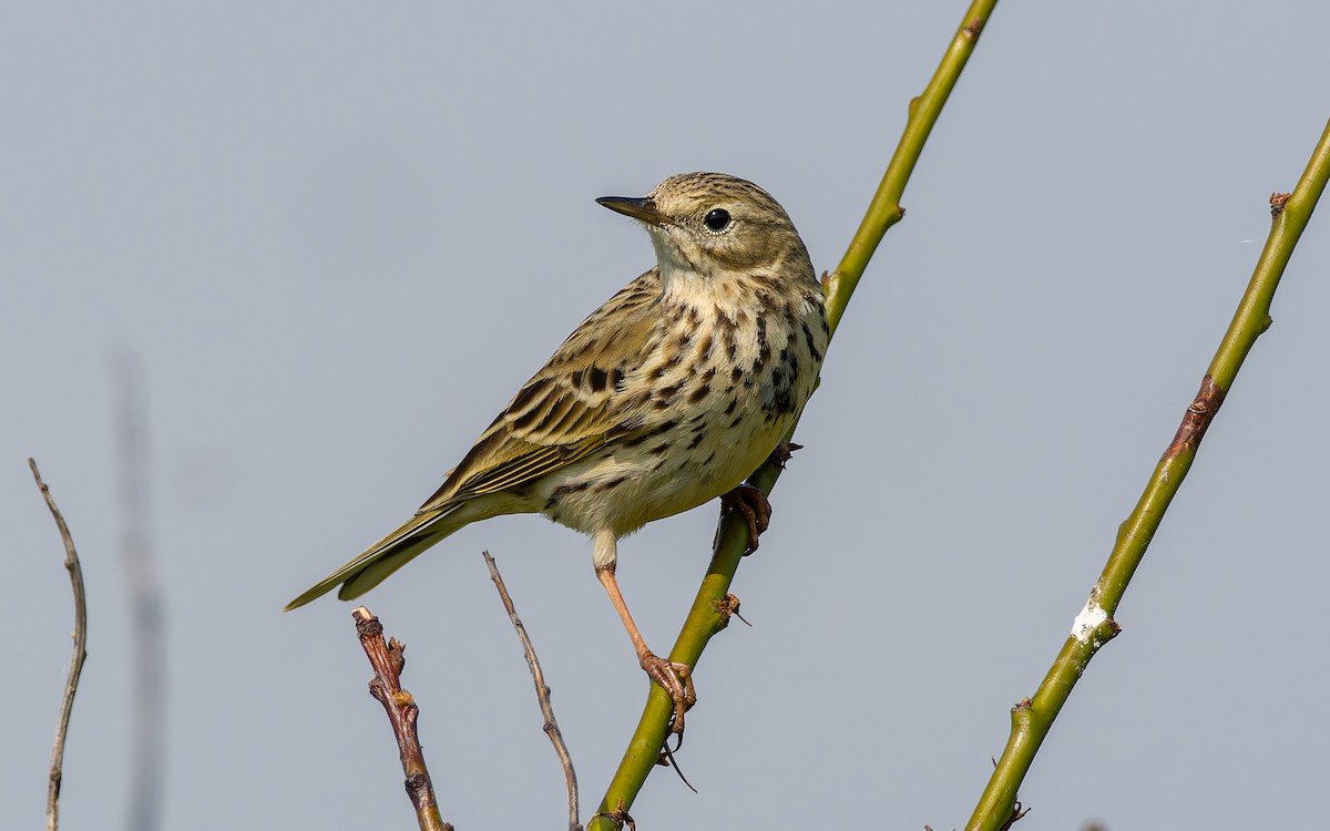 Meadow Pipit - ML618331564
