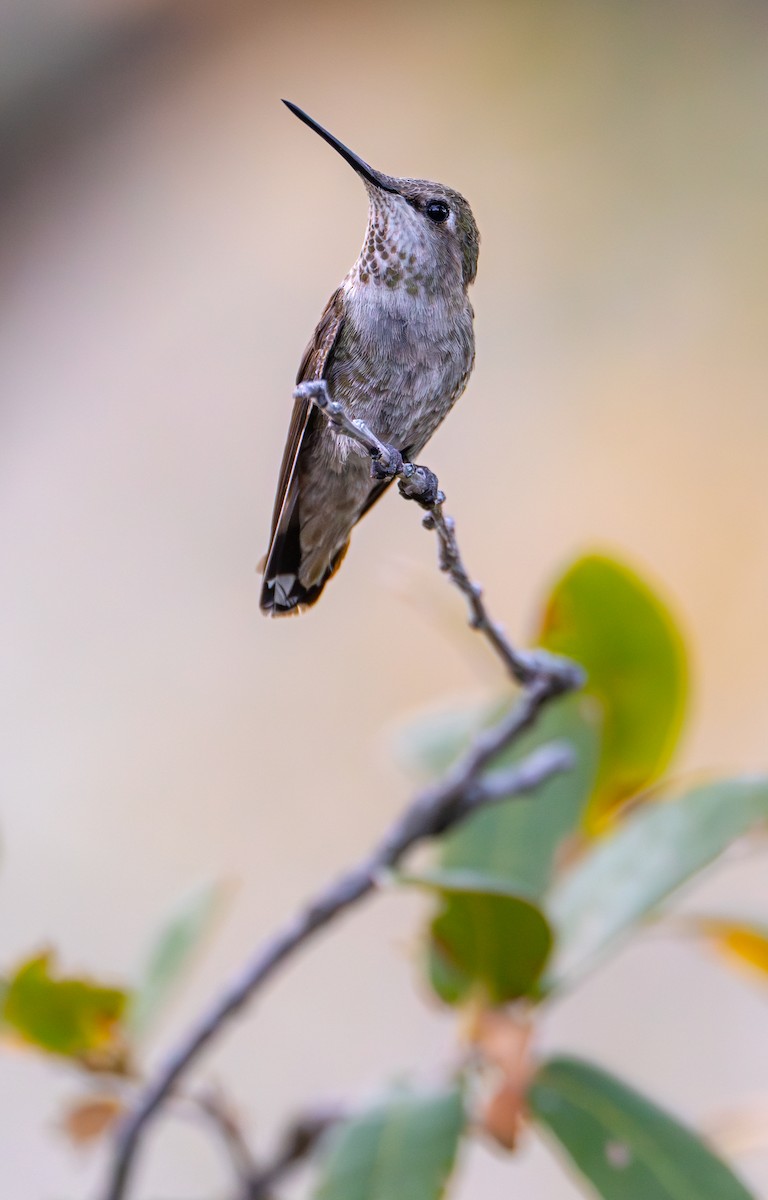Anna's Hummingbird - ML618331573