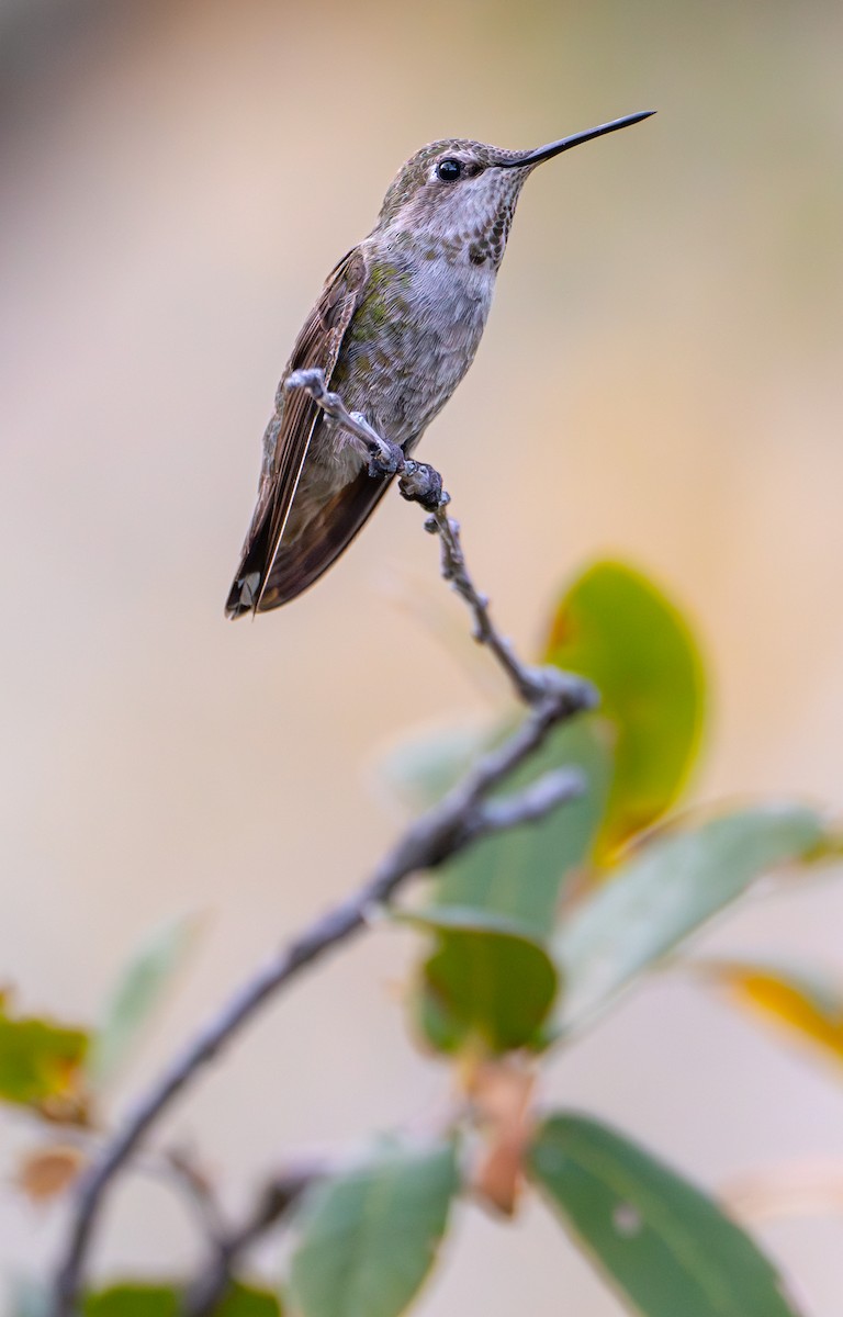 Anna's Hummingbird - ML618331574
