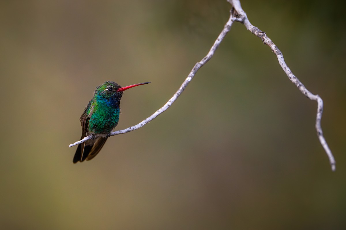 Broad-billed Hummingbird - Matt Zuro