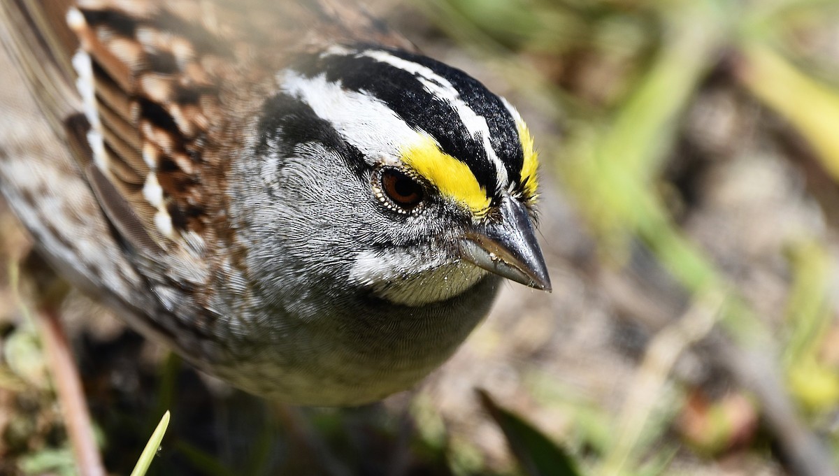 White-throated Sparrow - ML618331588