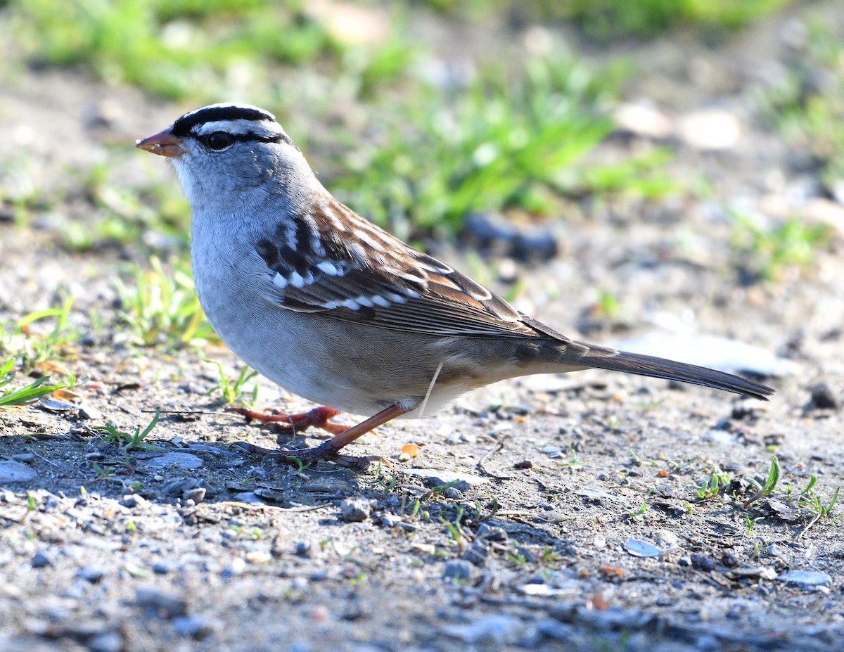 White-crowned Sparrow - Christine Hough