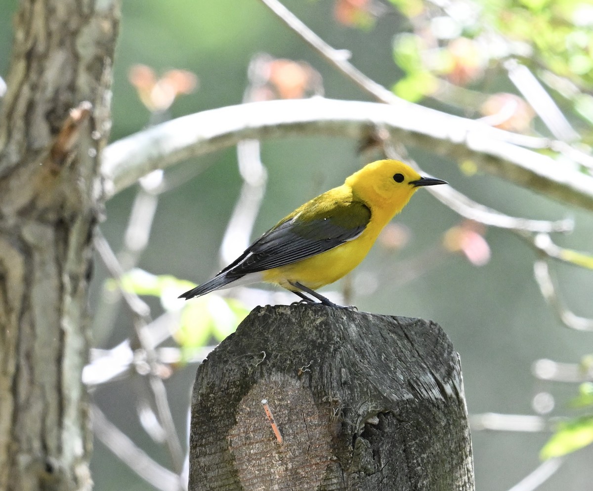 Prothonotary Warbler - ML618331627
