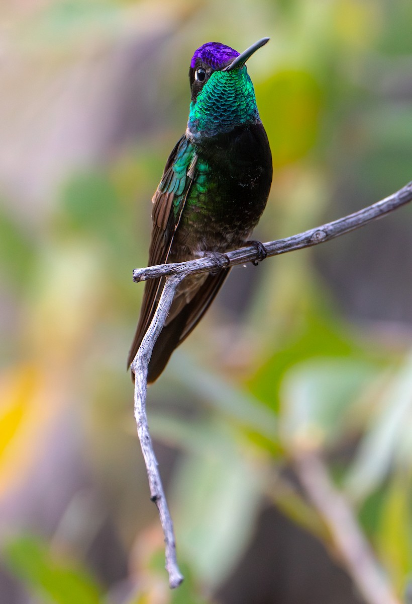 Rivoli's Hummingbird - ML618331641