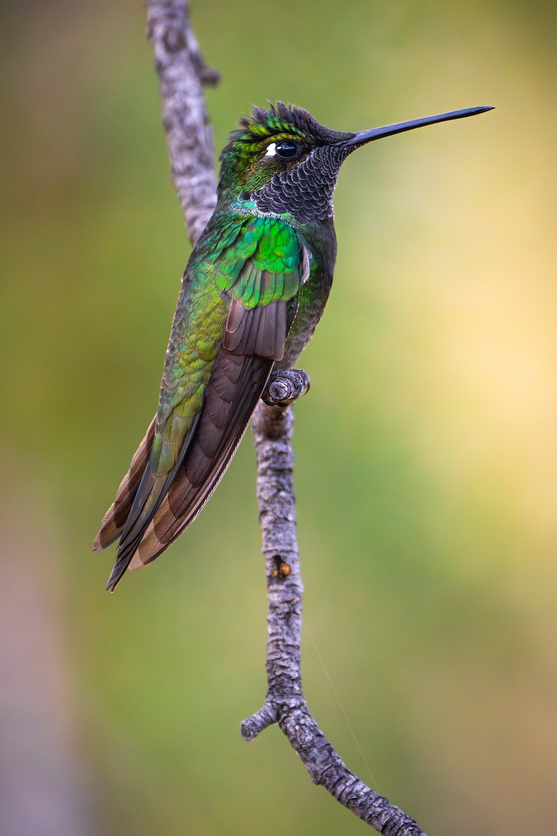 Rivoli's Hummingbird - ML618331652