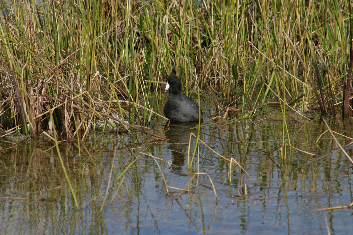 American Coot (Red-shielded) - ML618331665
