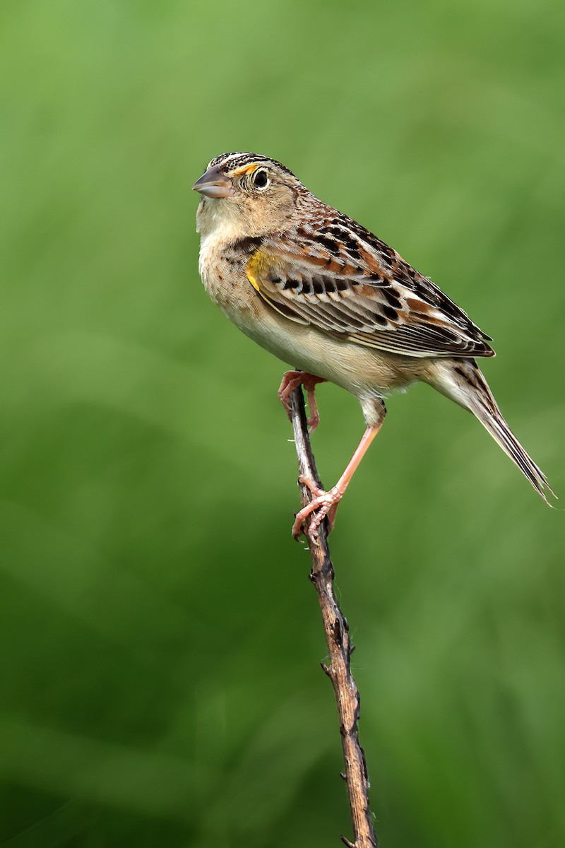 Grasshopper Sparrow - ML618331673