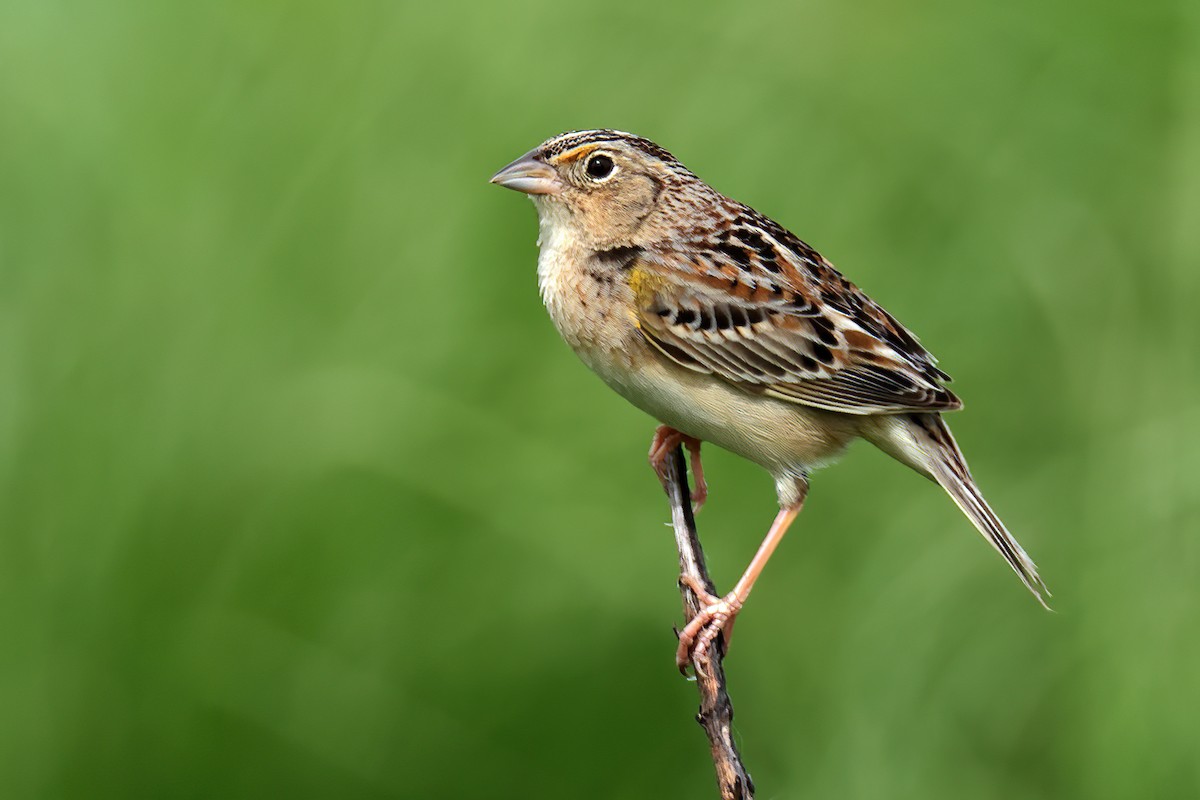 Grasshopper Sparrow - Doug Hommert