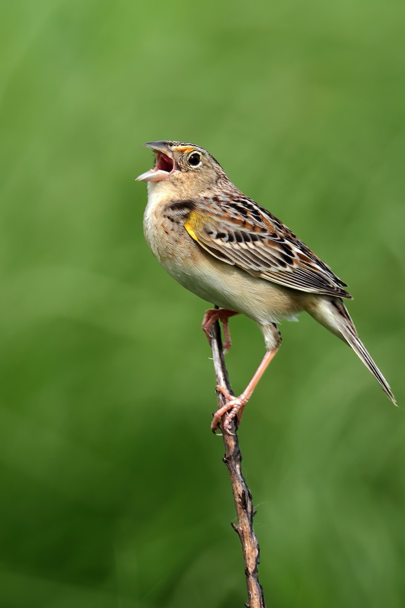 Grasshopper Sparrow - ML618331675