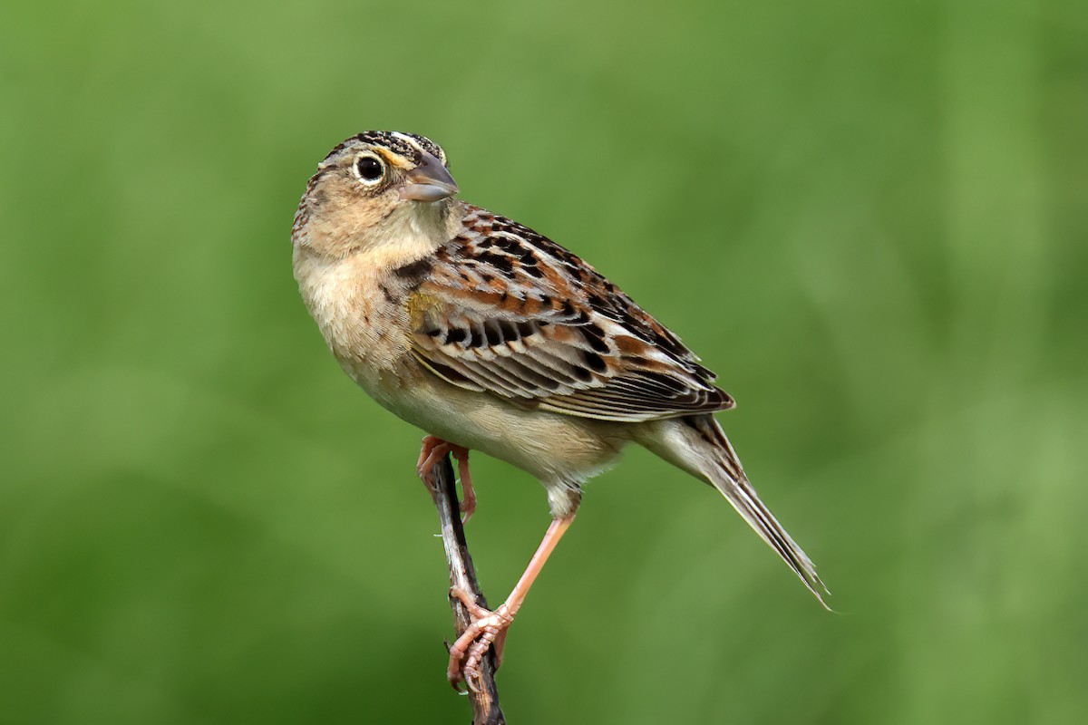 Grasshopper Sparrow - ML618331676