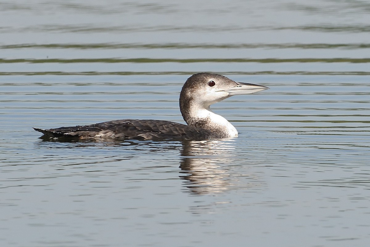 Common Loon - Barry Blust