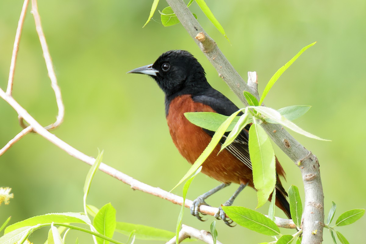 Orchard Oriole - ML618331731