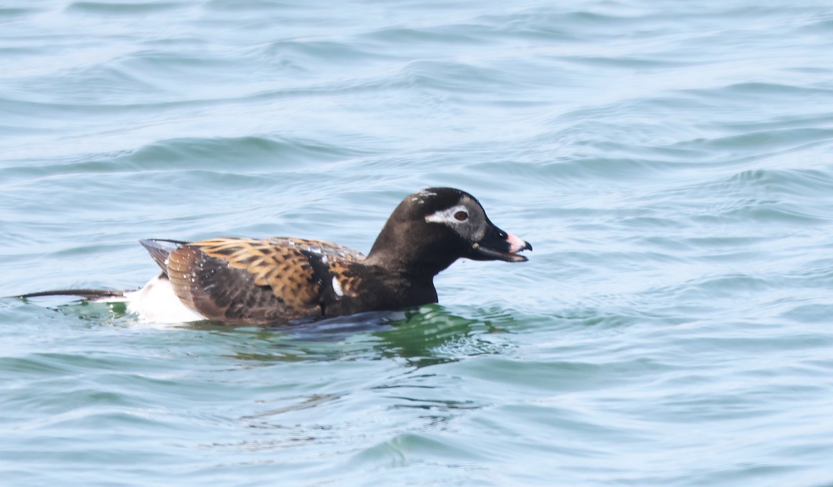 Long-tailed Duck - ML618331752