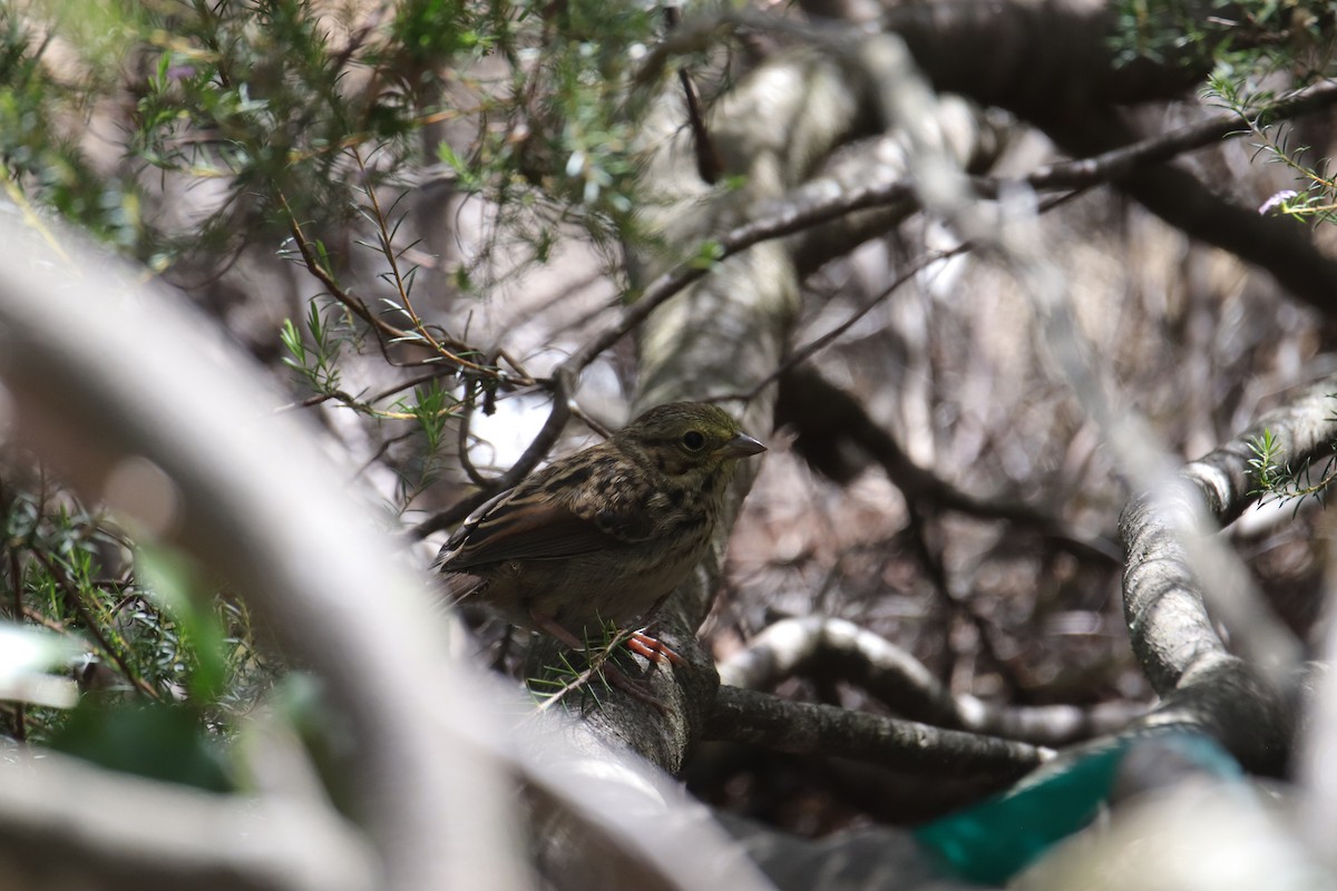 Savannah Sparrow - ML618331768