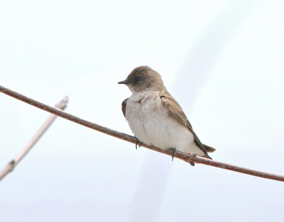 Northern Rough-winged Swallow - ML618331778