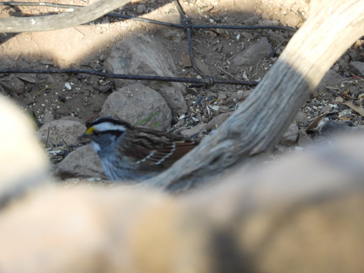 White-throated Sparrow - ML618331795