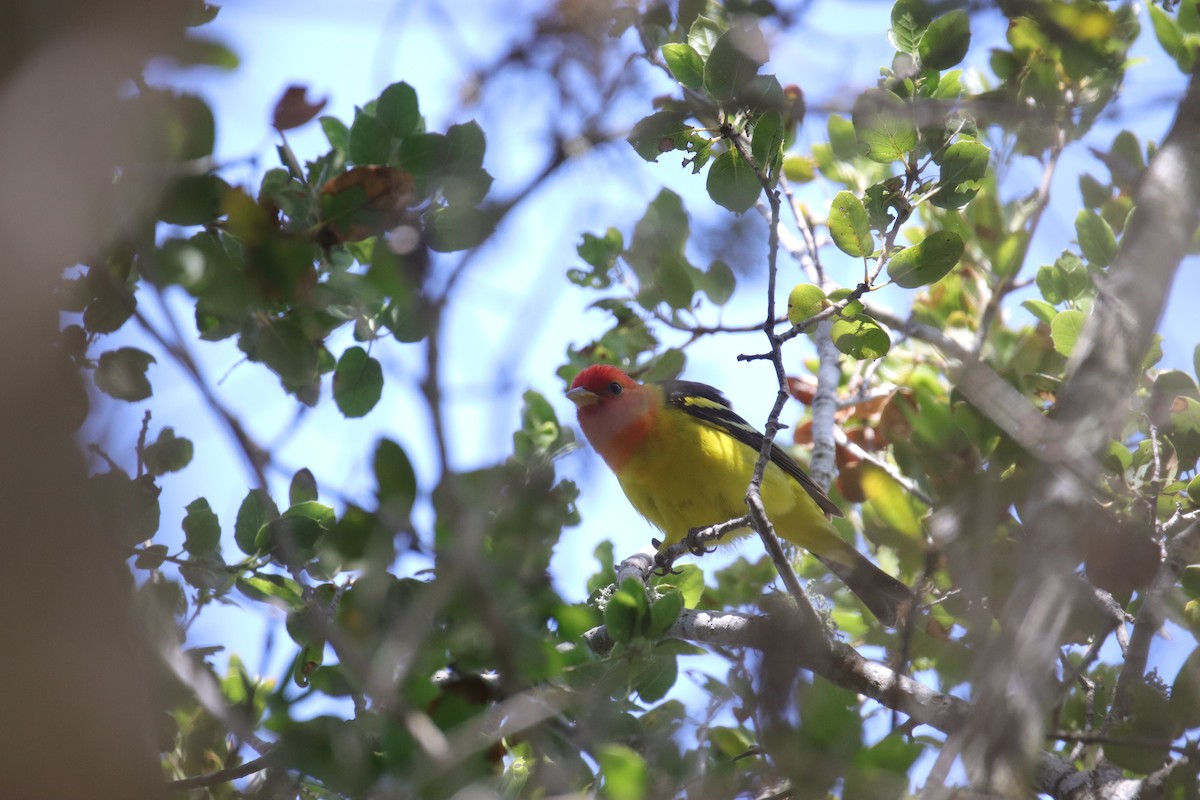 Western Tanager - ML618331804