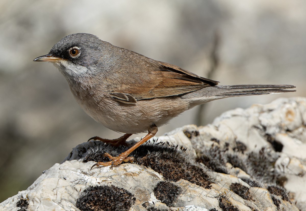 Spectacled Warbler - ML618331810