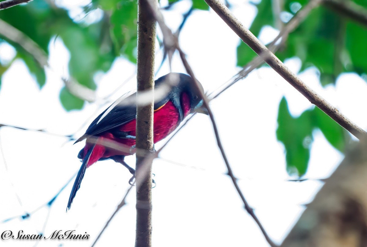 Black-and-red Broadbill (Black-and-red) - Susan Mac