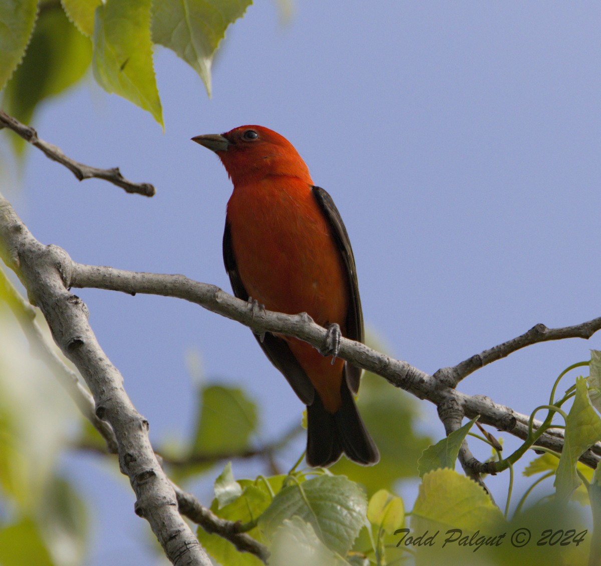 Scarlet Tanager - ML618331839