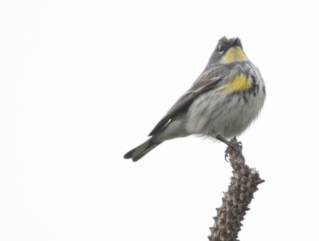 Yellow-rumped Warbler (Audubon's) - ML618331852