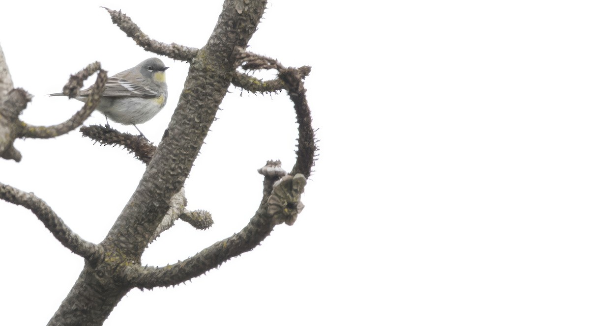 Yellow-rumped Warbler (Audubon's) - ML618331854