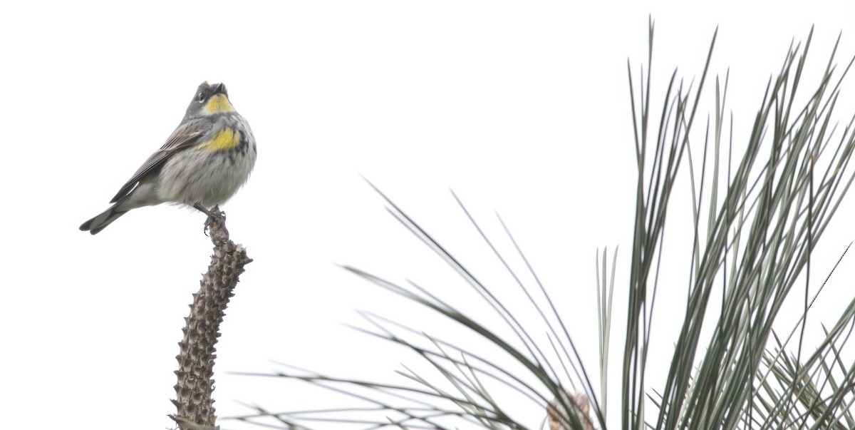 Yellow-rumped Warbler (Audubon's) - ML618331855