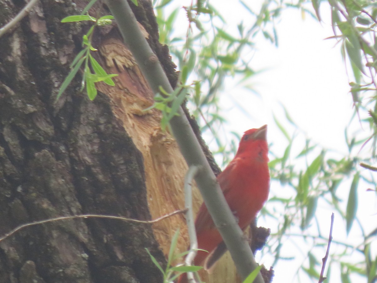 Summer Tanager - Cindy Duranceau