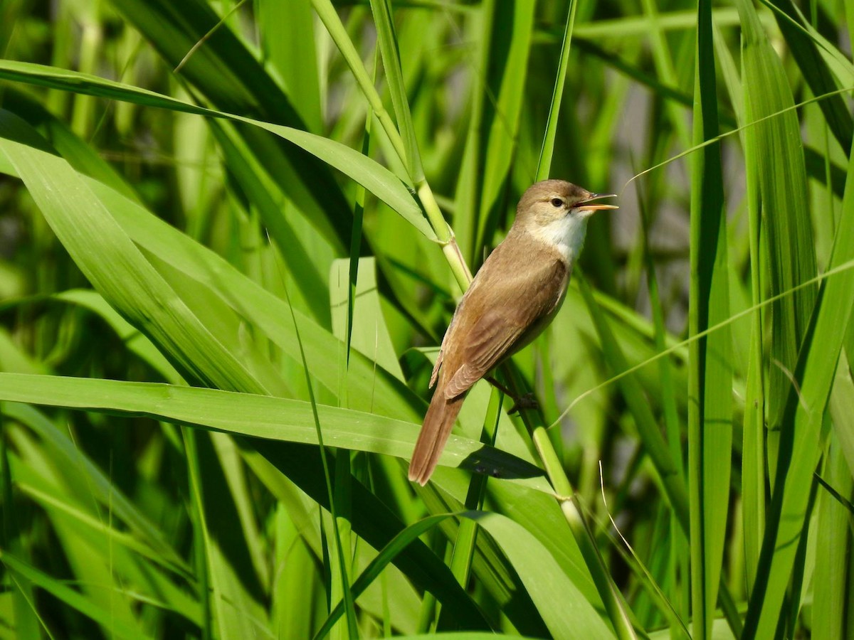 Common Reed Warbler - Andy Todd