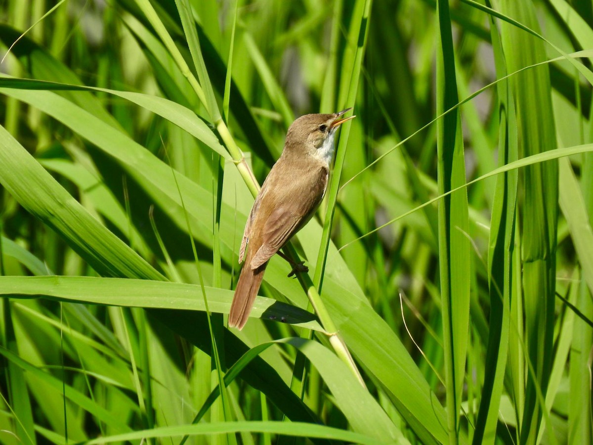Common Reed Warbler - ML618331881