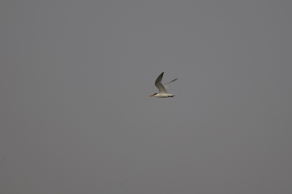 West African Crested Tern - ML618331887