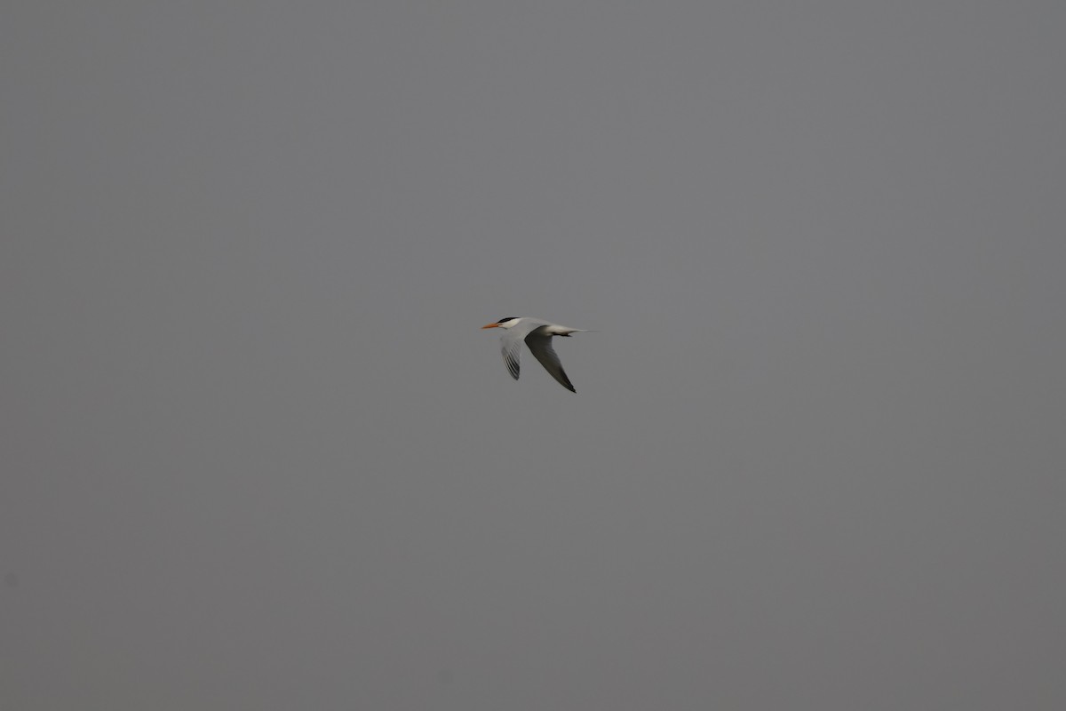 West African Crested Tern - ML618331888