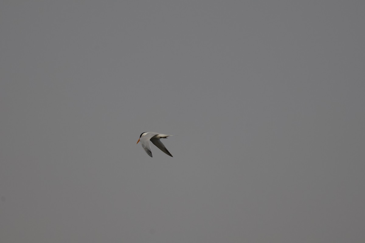 West African Crested Tern - ML618331889