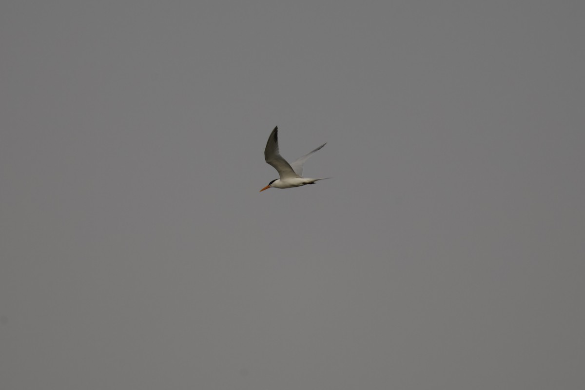 West African Crested Tern - ML618331890