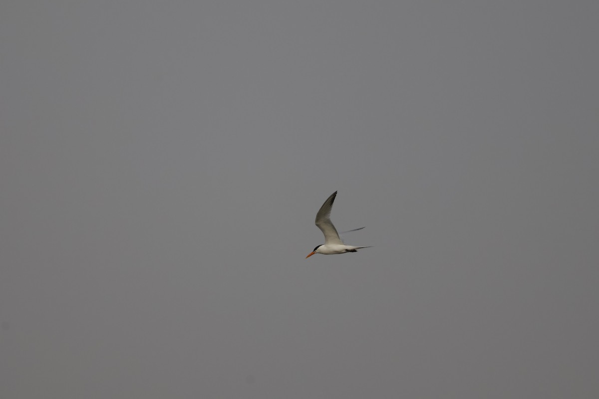 West African Crested Tern - ML618331891