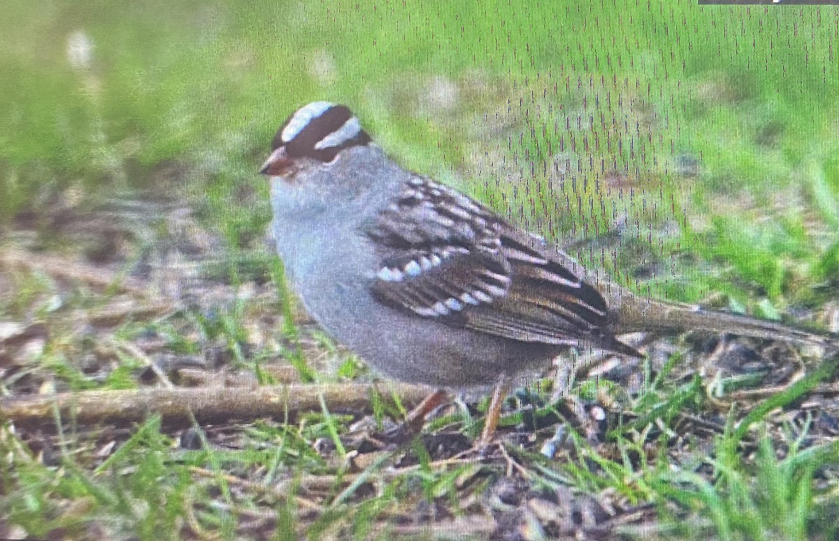 White-crowned Sparrow - ML618331906